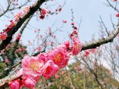 -无锡梅园公园