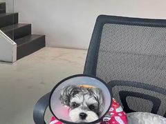 -瑞鹏瑞爱宠物医院·全科·猫科·血液透析中心(龙头寺店)