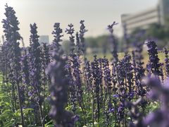 -光明小镇欢乐田园