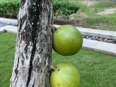 -三亚海棠湾万丽度假酒店