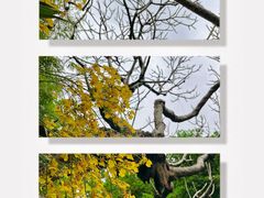 -广州兰圃