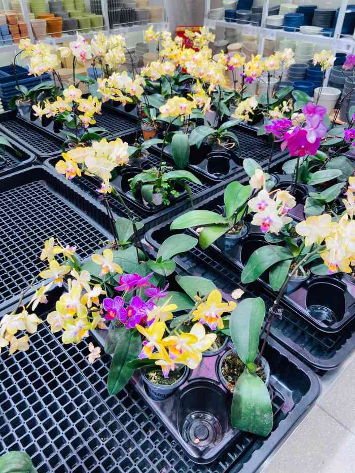 鹿岛园艺(朝天门来福士店)-"哈哈 鹿岛不是卖衣服的吗～这家真滴是开.