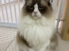 -鼓捣猫呢主题猫咖店
