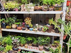 -小洲村