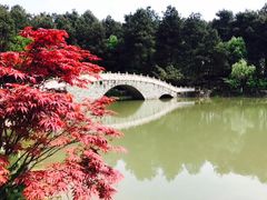 -铁山坪森林公园