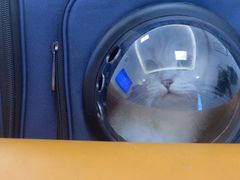 -北京观赏动物医院·24小时大型综合·猫专科·异宠专科