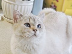 -纳吉亚猫专科动物诊疗中心(蒋宅口分院)