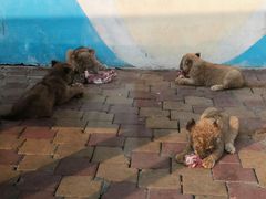 -大连森林动物园