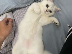 -lincat·猫舍(广州店)