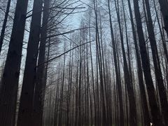 -日照海滨国家森林公园