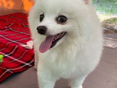 -FAELING PETS美天灵宠物(富力广场店)
