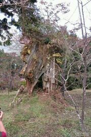 -阿里山神木遗迹