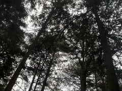 -重庆睡佛山森林公园
