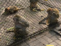 -长白岛森林公园