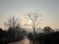 -龙坞茶村