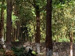 -都江堰中华大熊猫苑
