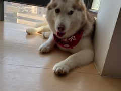 -Husky Go! 哈士奇体验馆·宠物咖啡厅狗咖