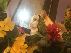 -李小姐の猫咖啡馆(五角场店)