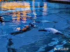 -海合安青岛极地海洋公园