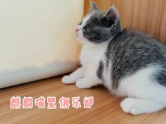 -70cat德文卷毛猫·缅因猫纯种猫舍