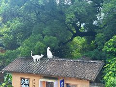 -杨家堂村