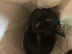 -李小姐の猫咖啡馆(五角场店)