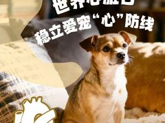 -瑞派天使宠物医院·神经外科·骨科·核磁CT(洛川中路店)