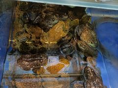 -笨笨甲甲鱼坊(蓝堡湾店)