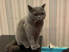 -猫小院猫主题咖啡厅(北锣店)