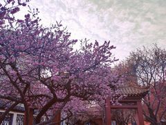 -桃花堤公园