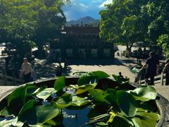 -深圳仙湖植物园