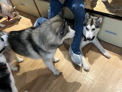 -Husky Go! 哈士奇体验馆·宠物咖啡厅狗咖