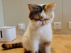 -李小姐の猫咖啡馆(五角场店)