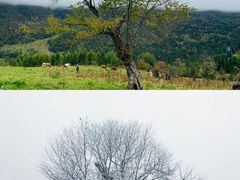 -硗碛藏寨·神木垒景区