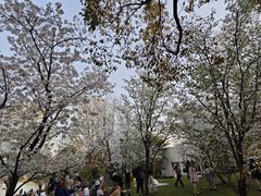 -上海共青森林公园