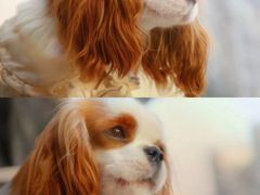 -萌宠之家·腊肠犬·马尔泰·小体犬舍