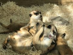 -大连森林动物园