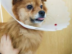 -美联众合动物医院·24h京西诊疗中心