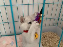-喵zoo家庭繁育猫舍(尖东智能花园店)