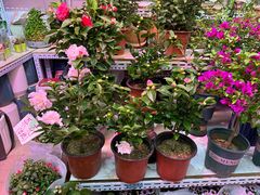 -花鸟鱼虫鲜花绿植市场(玉泉路店)