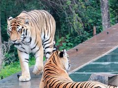 -云南野生动物园