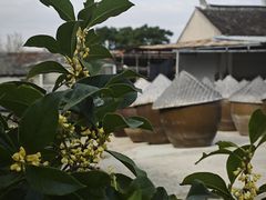 -苏州市吴中区光福窑上花果蜜饯厂