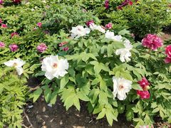 -中共上海市委党校 上海行政学院