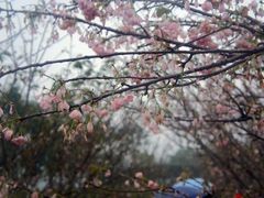 -天适樱花悠乐园