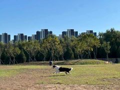 -爪吧宠物乐园 (温榆河示范区店)