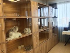 -猫十亿·布偶金渐层·曼基康矮脚猫舍(青年路店)