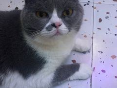 -滚猫咖啡·猫咖·猫友好撸猫(未来城店)