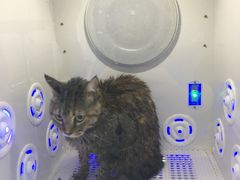 -爱洗澡的猫(望京店)