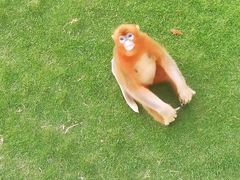 -西霞口神雕山野生动物世界