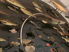 -美国自然历史博物馆